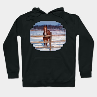 Red Yearling Horse Hoodie